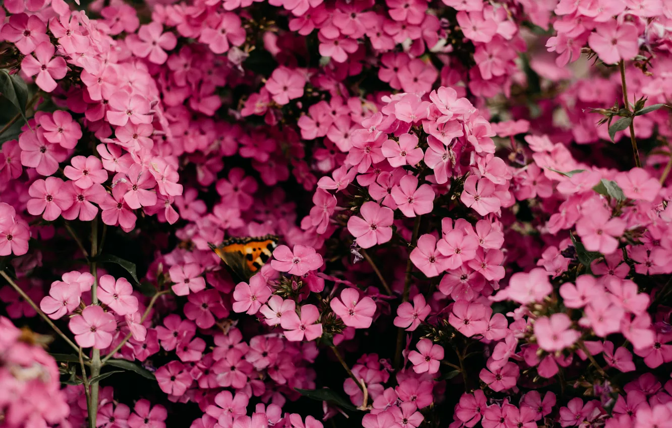 Photo wallpaper flowers, butterfly, garden, pink, a lot, Phlox