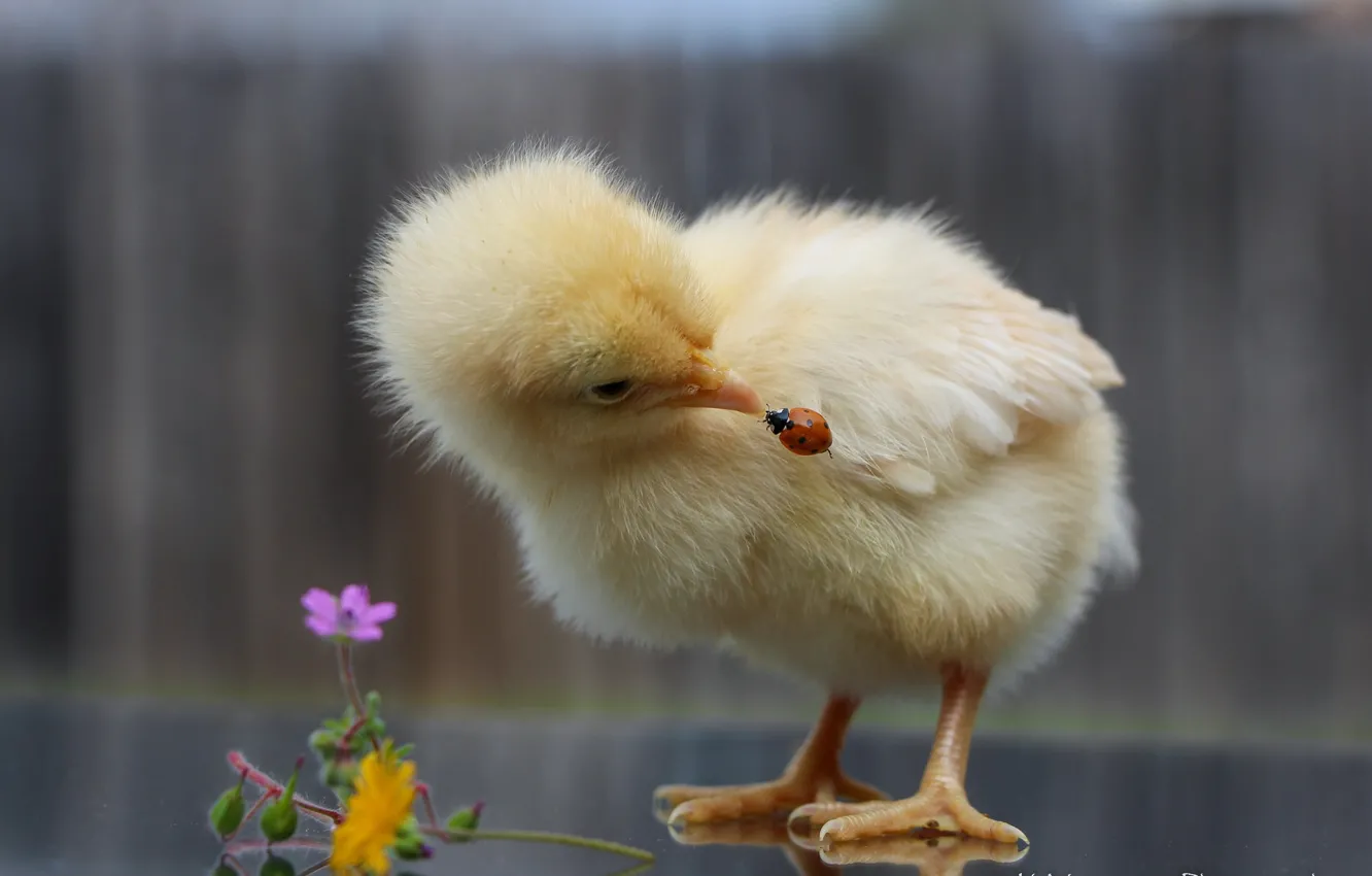 Photo wallpaper flowers, interest, chickens, ladybug, baby