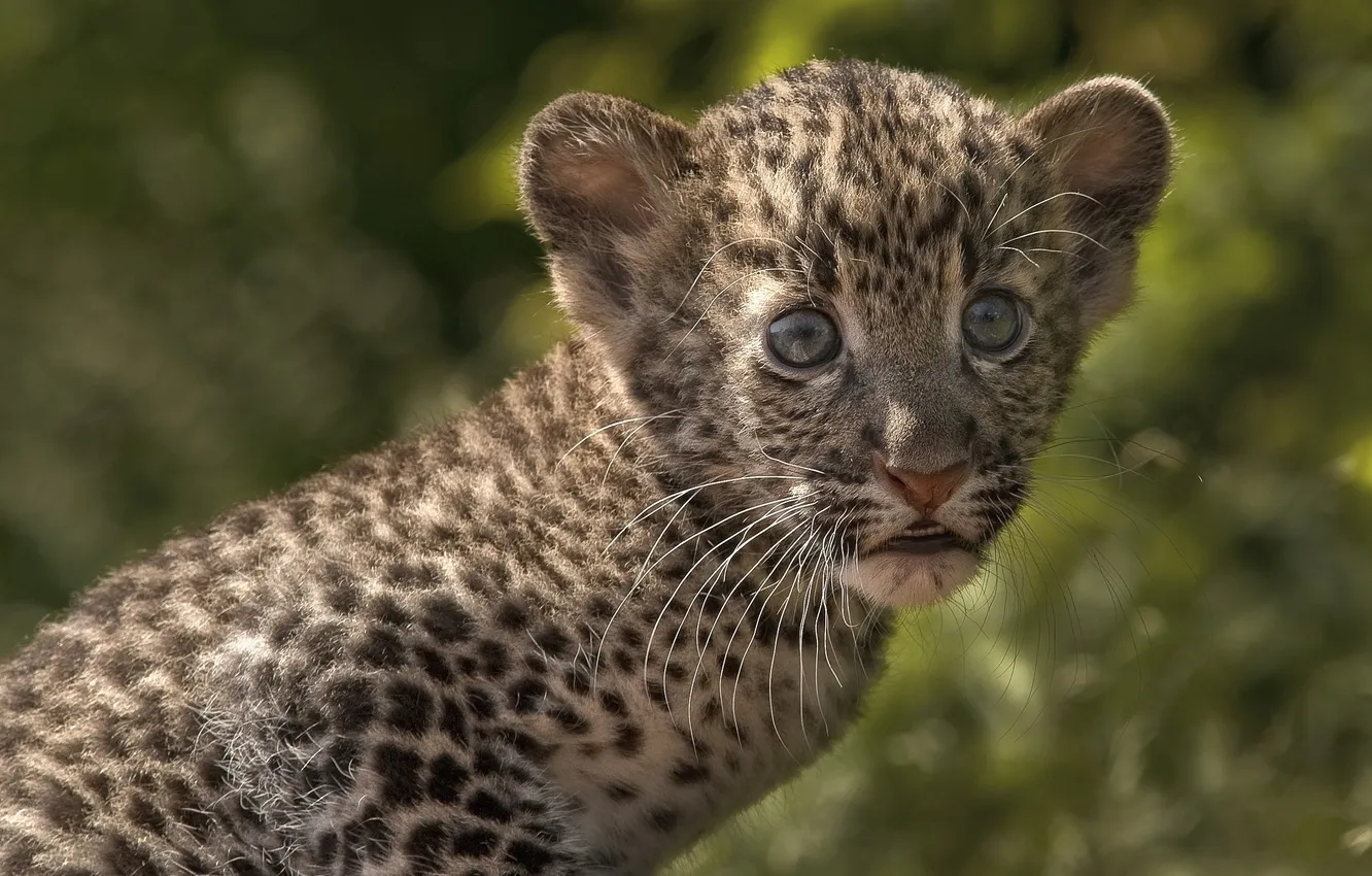 Photo wallpaper baby, leopard, cub, kitty