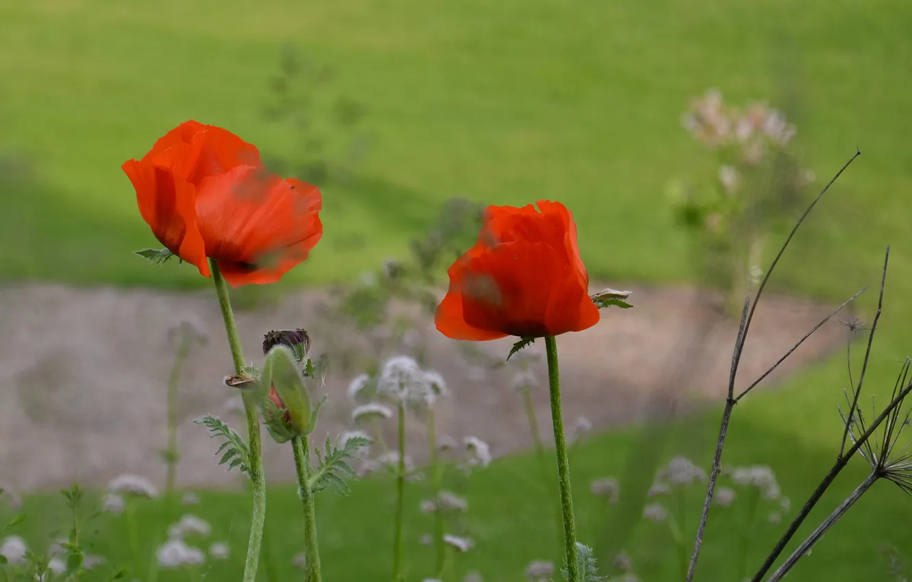 Photo wallpaper Park, Maki, petals, garden, meadow