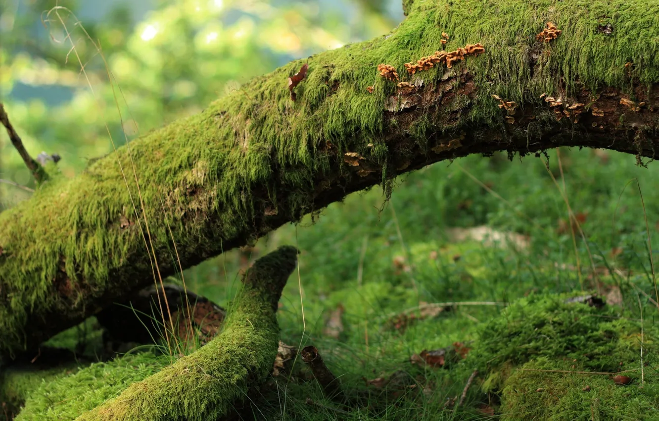 Photo wallpaper forest, grass, trees, branches, foliage, fallen, moss