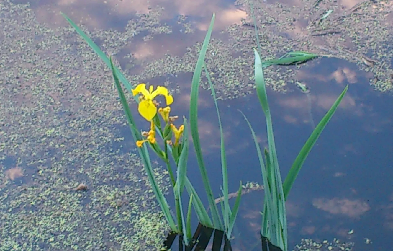 Photo wallpaper flower, yellow, river