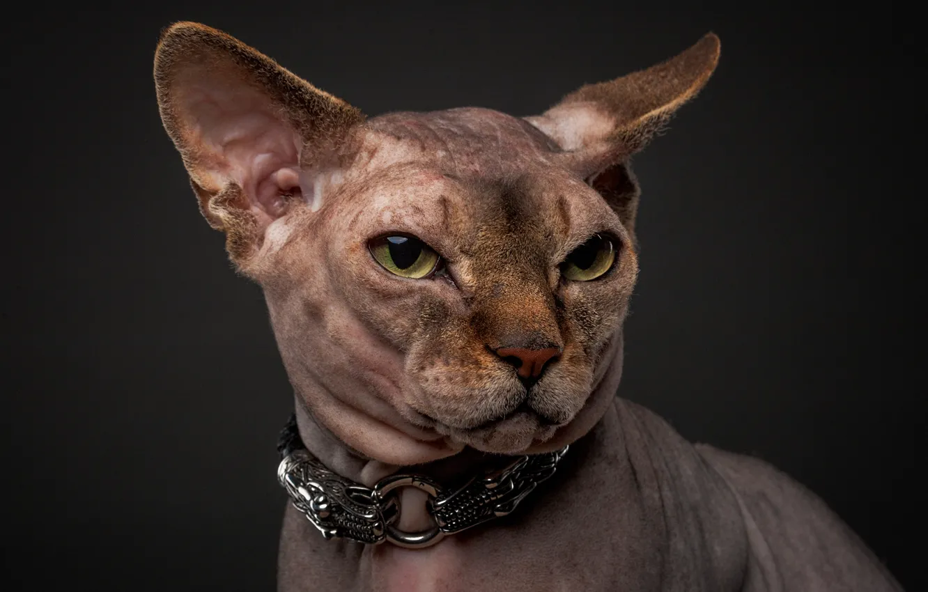 Photo wallpaper cat, cat, animal, head, collar, Sphinx, Degtev Evgeny