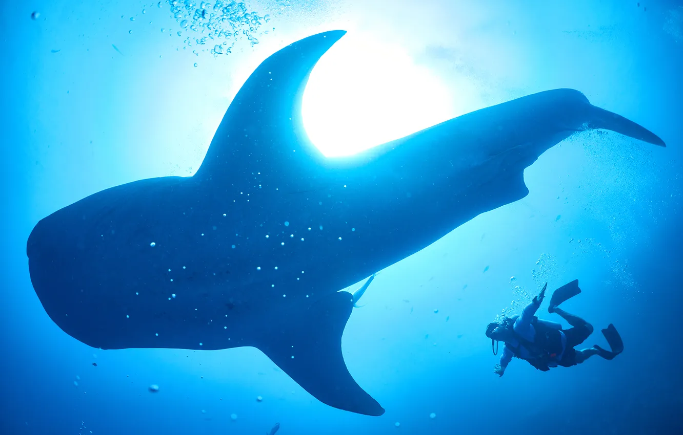 Photo wallpaper blue, t-shirt, Whale Shark, diver