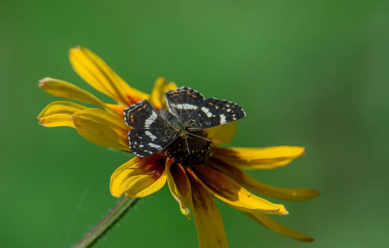 Photo wallpaper macro, flowers, nature, background, butterfly