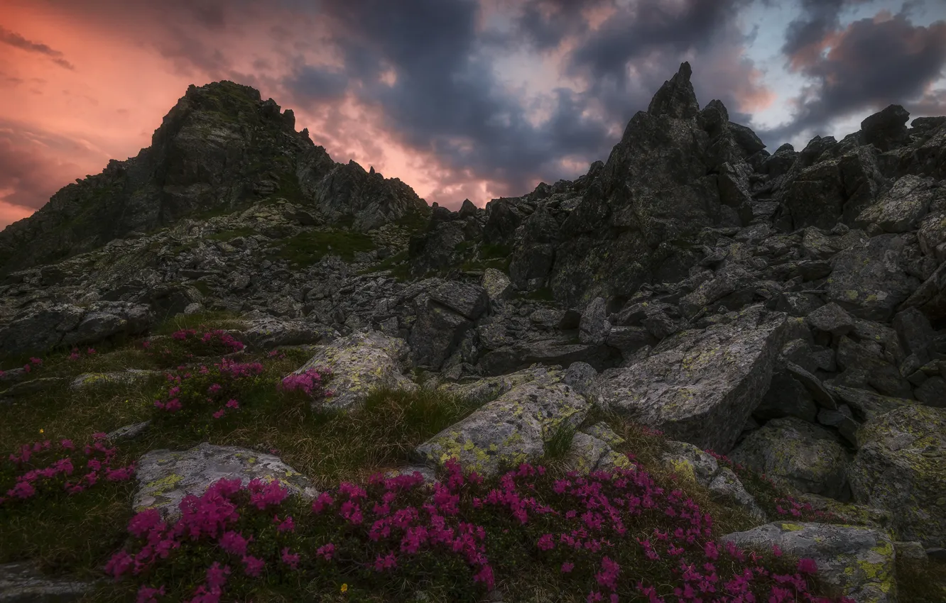 Photo wallpaper the sky, clouds, flowers, mountains, stones, rocks, tops, the evening