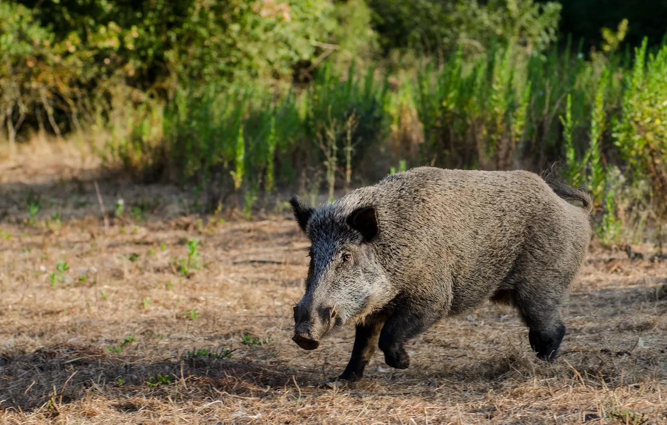 Photo wallpaper look, face, nature, walk, boar