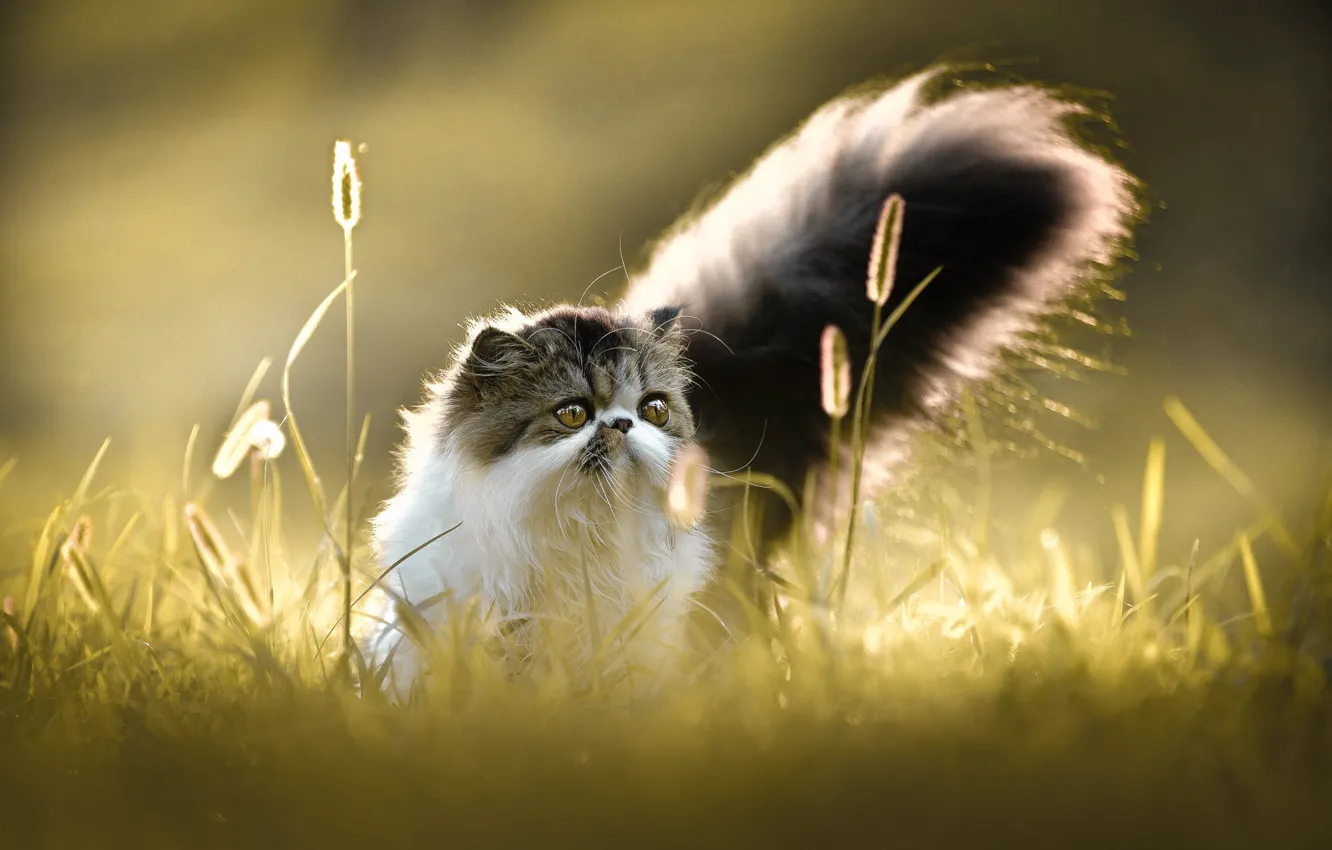 Photo wallpaper cat, summer, grass, cat, look, light, nature, glade