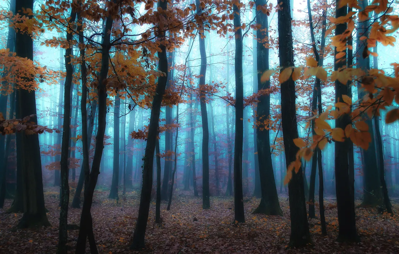 Photo wallpaper autumn, forest, leaves, trees, fog