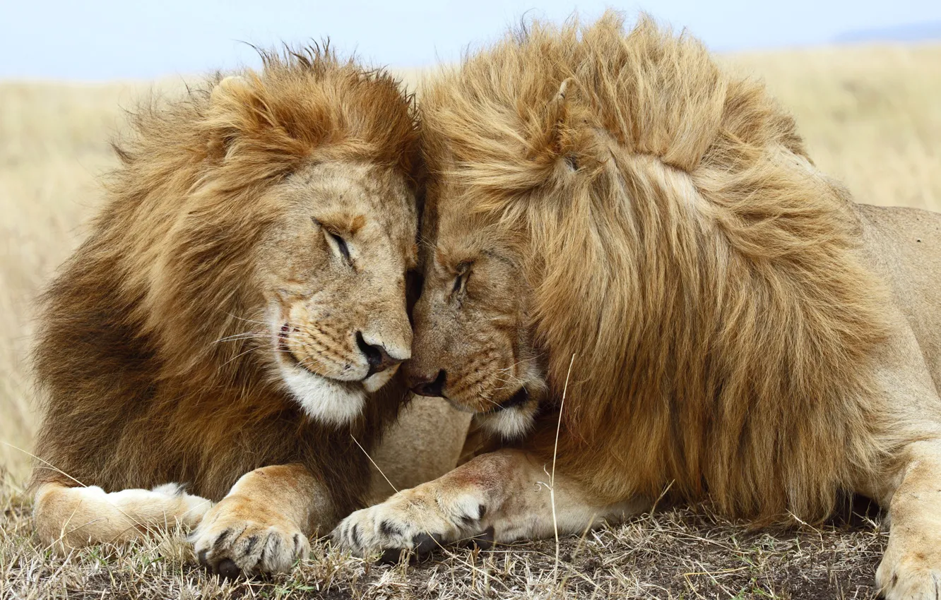 Photo wallpaper love, Leo, lioness