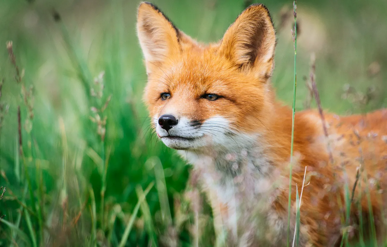 Photo wallpaper greens, summer, grass, look, face, nature, background, animal