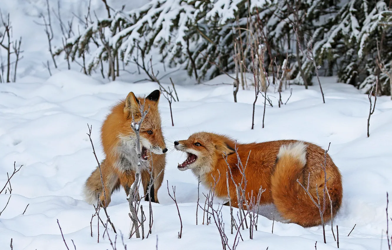 Photo wallpaper winter, look, face, snow, branches, pose, the game, two