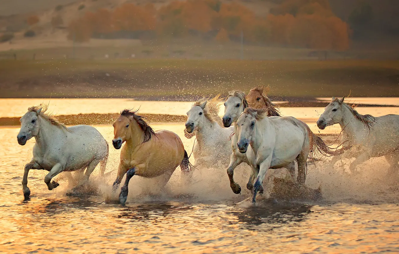 Photo wallpaper squirt, river, horse, the herd