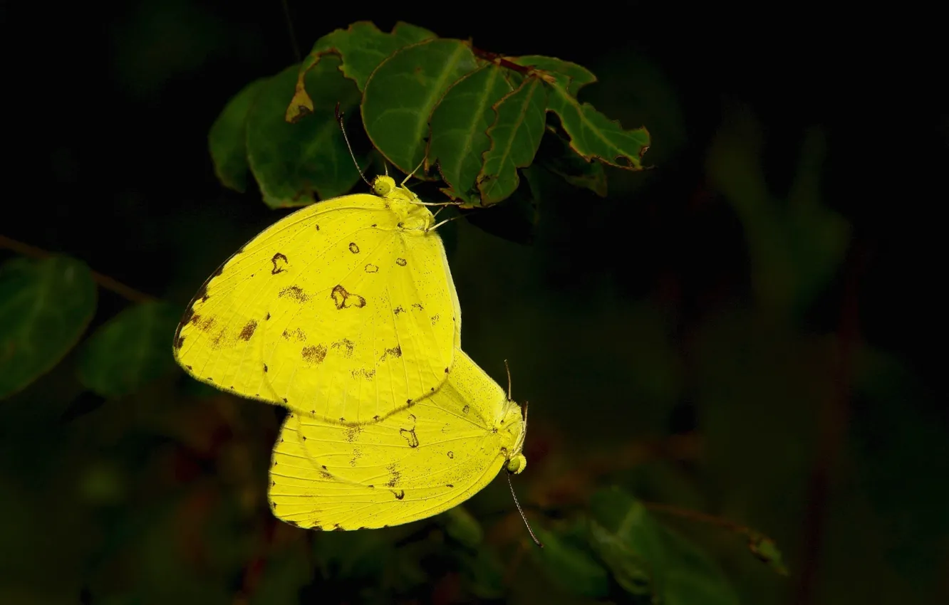 Photo wallpaper macro, butterfly, yellow