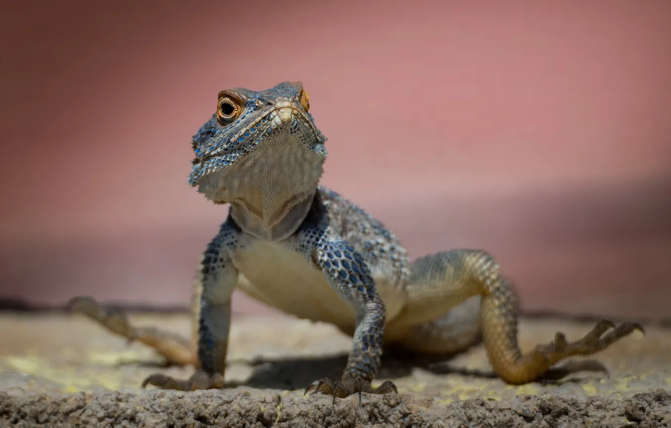 Photo wallpaper lizard, Agama, reptile, on the stone, Oleg Savitsky