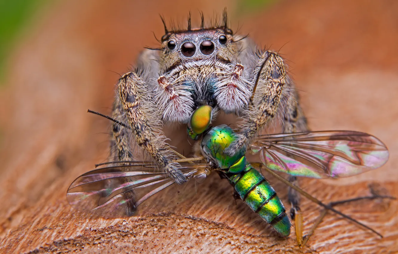 Photo wallpaper macro, death, background, spider, predator, leaves, mining, jumper