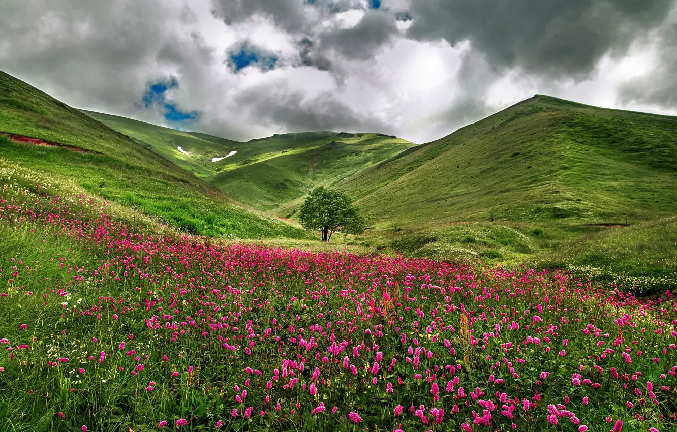 Photo wallpaper field, flowers, nature, hills