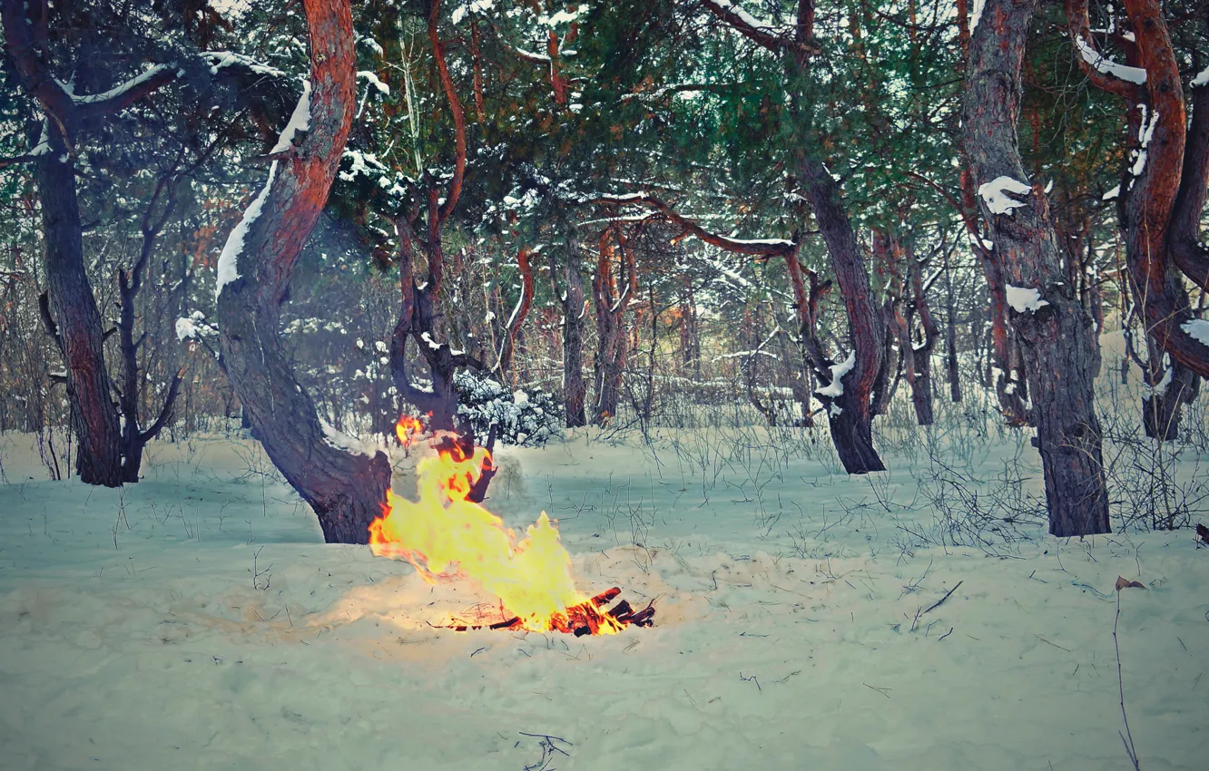 Photo wallpaper forest, the sky, the sun, trees, landscape, nature, tree, spruce