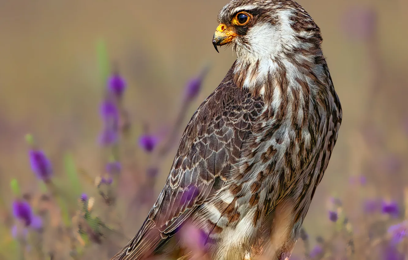 Photo wallpaper look, flowers, stones, bird, profile, Falcon, lilac, predatory