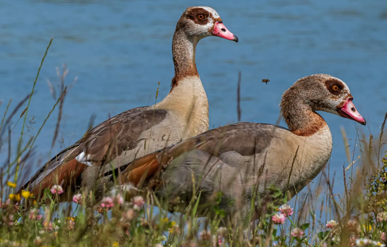 Photo wallpaper summer, grass, look, water, flowers, nature, lake, pond