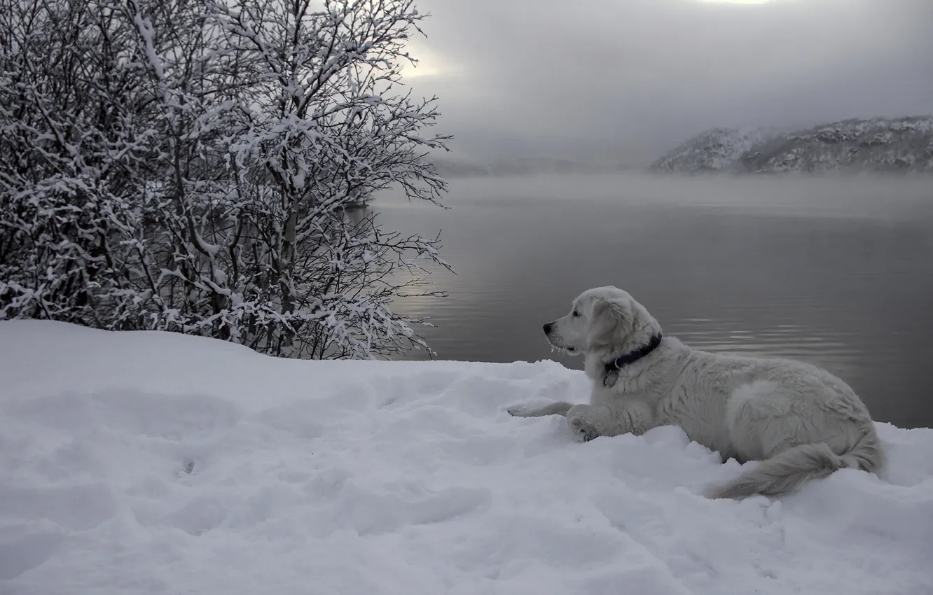 Photo wallpaper snow, river, each, dog