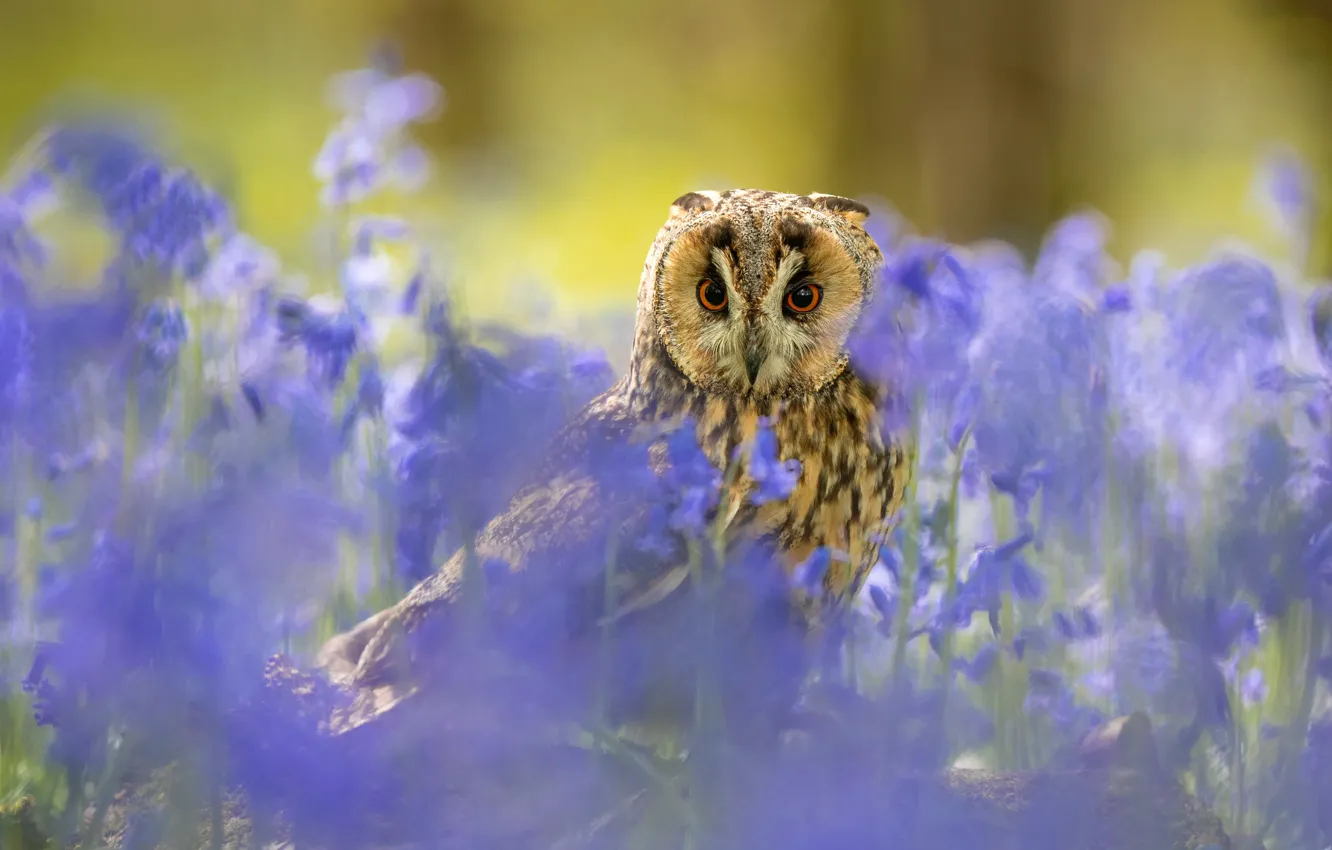 Photo wallpaper summer, look, flowers, nature, owl, bird, glade, bells