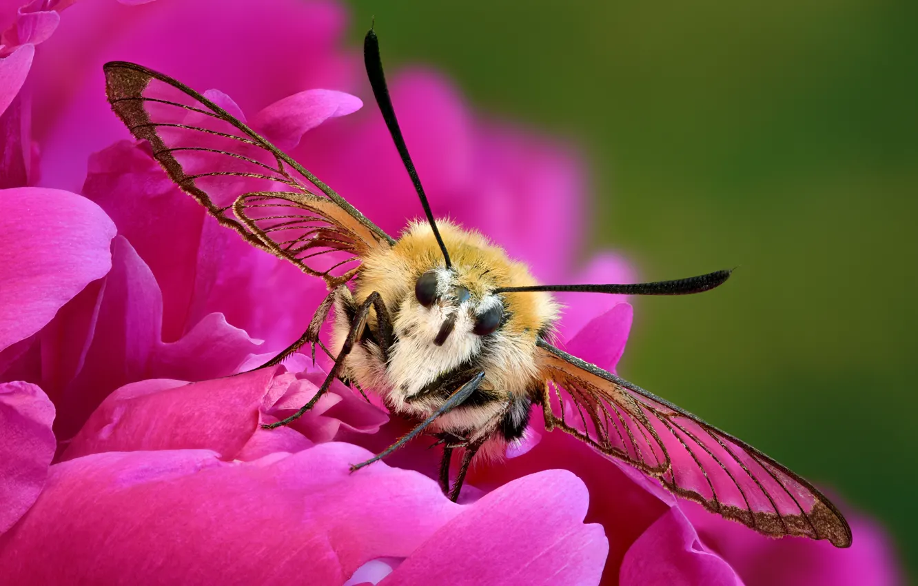 Photo wallpaper butterfly, insect, moth
