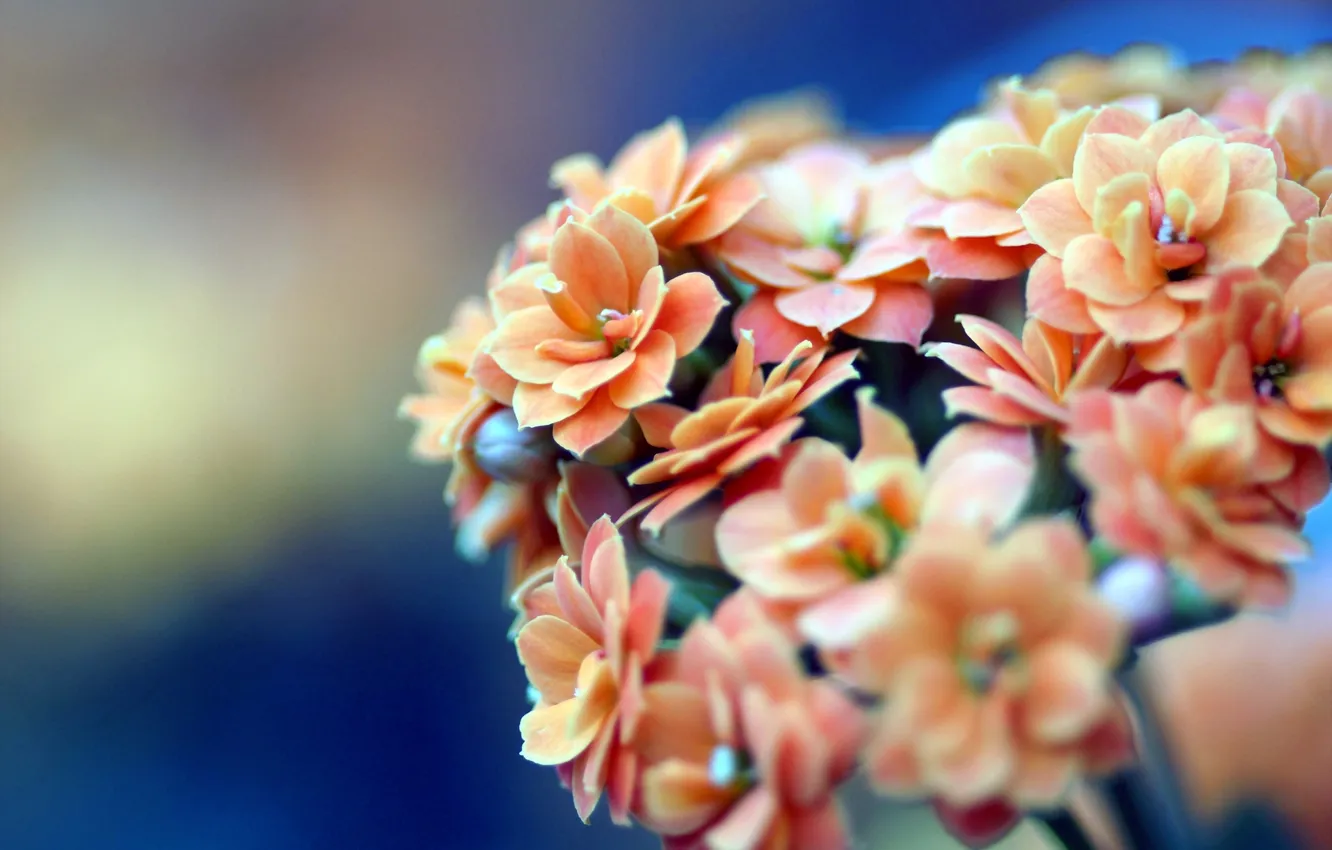 Photo wallpaper macro, flowers, orange, blue, petals, beige, inflorescence, Kalanchoe