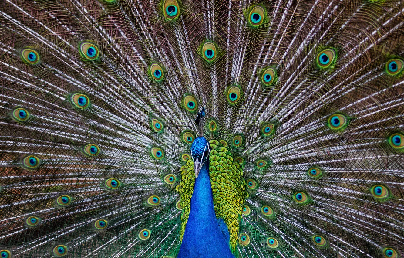 Photo wallpaper bird, patterns, feathers, tail, peacock
