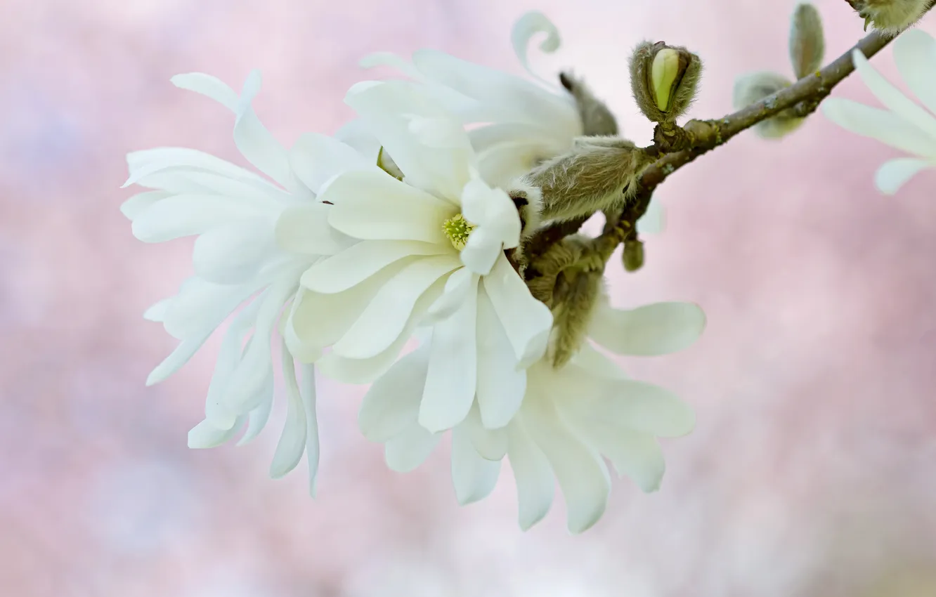 Photo wallpaper white, macro, tenderness, spring, Magnolia