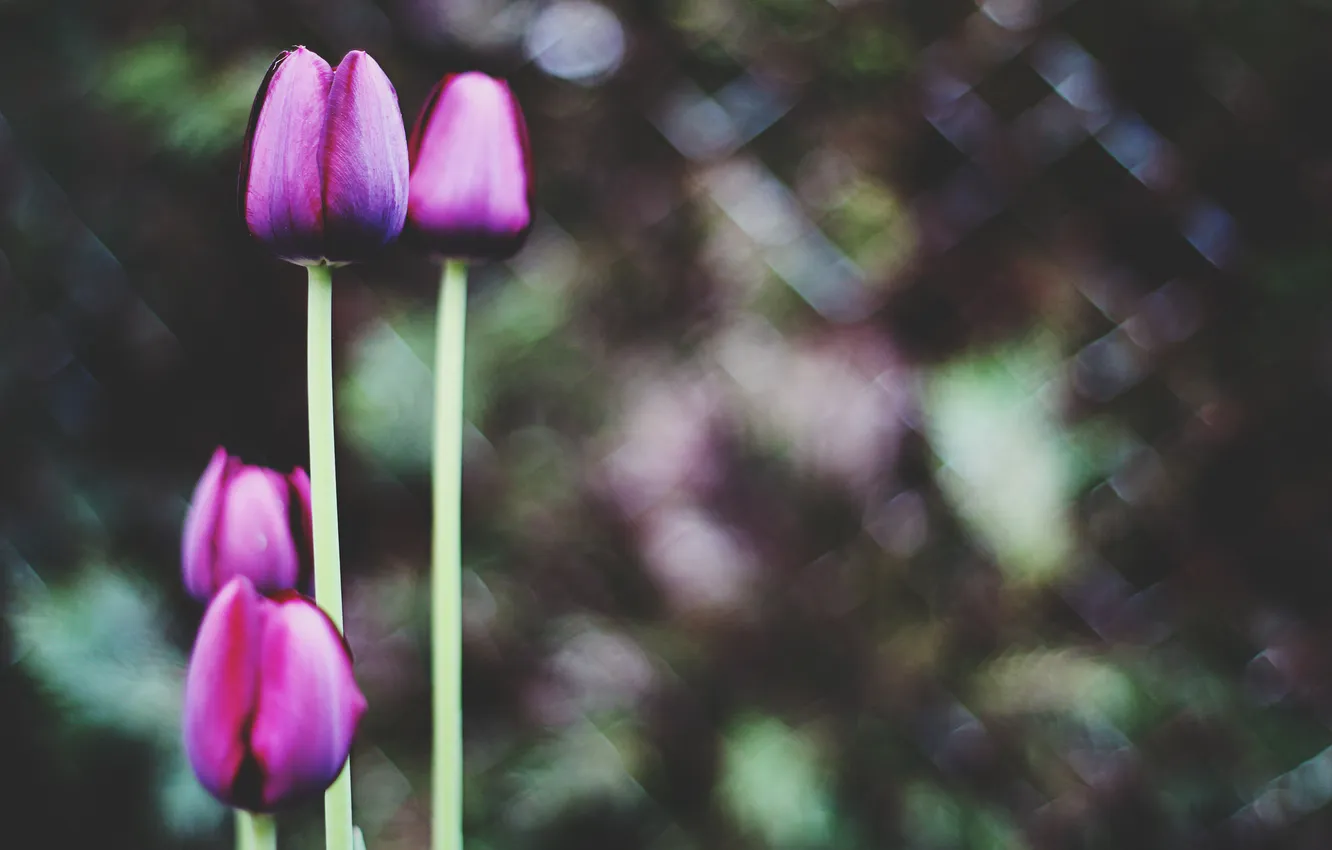 Photo wallpaper flowers, petals, tulips