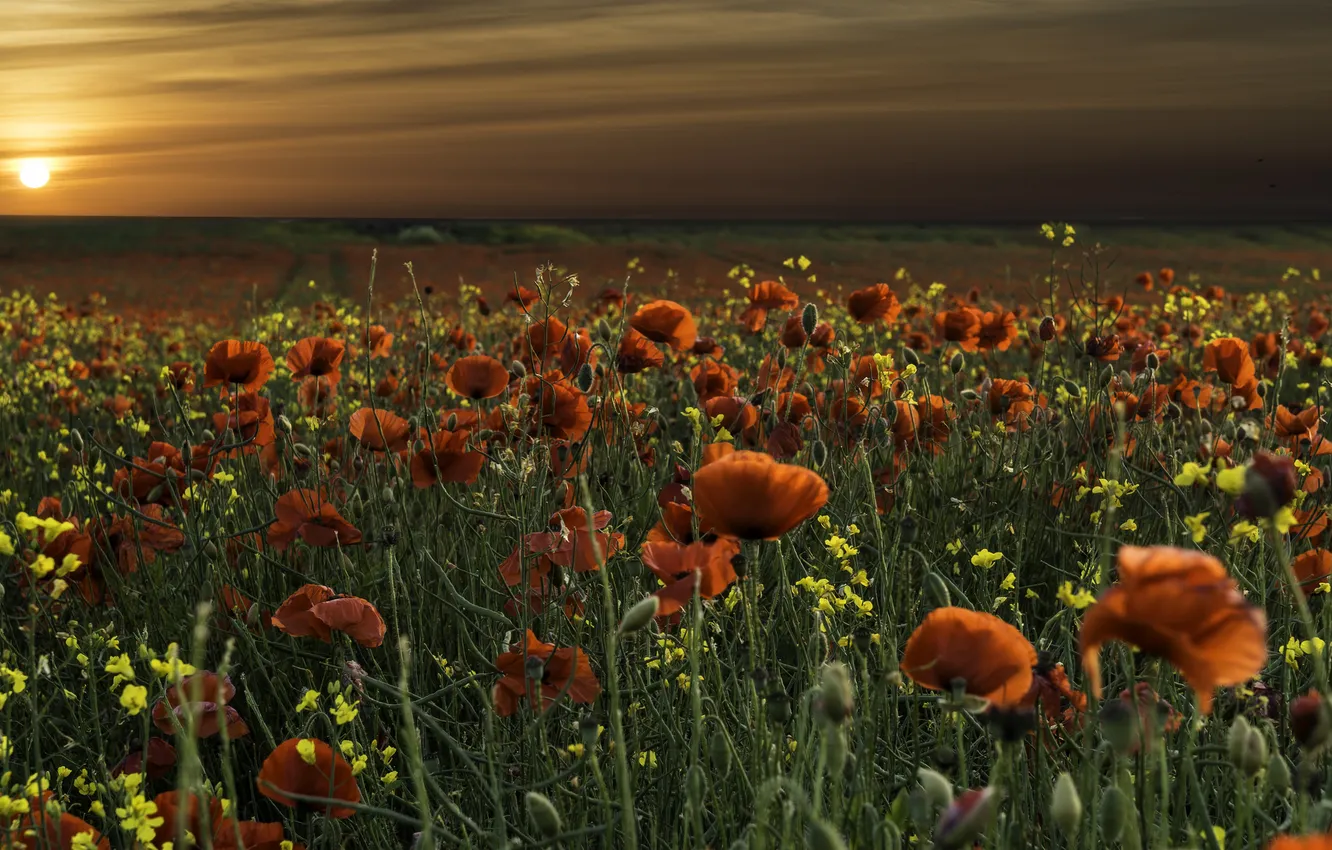 Photo wallpaper field, landscape, sunset, Maki