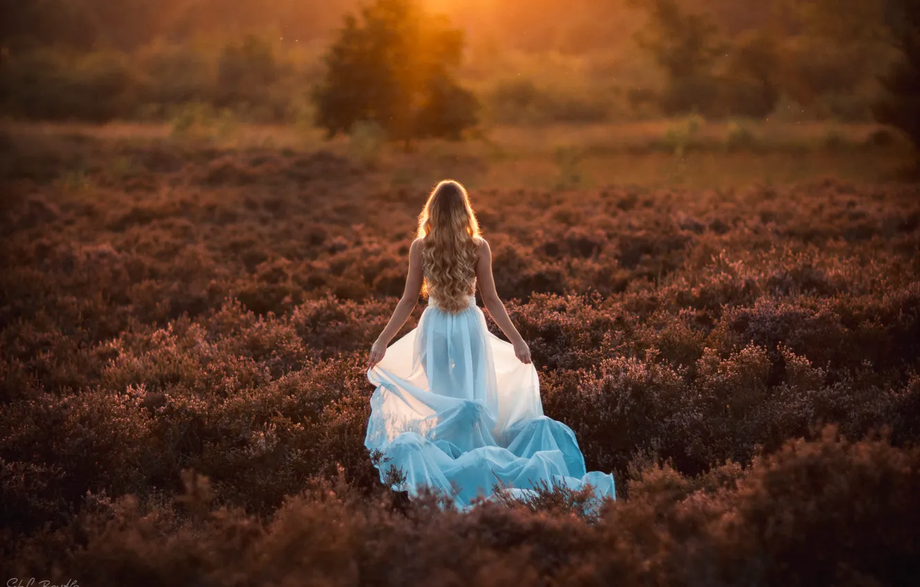 Photo wallpaper BLONDE, FOREST, GRASS, FIELD, DRESS, The BUSHES, The BRIDE