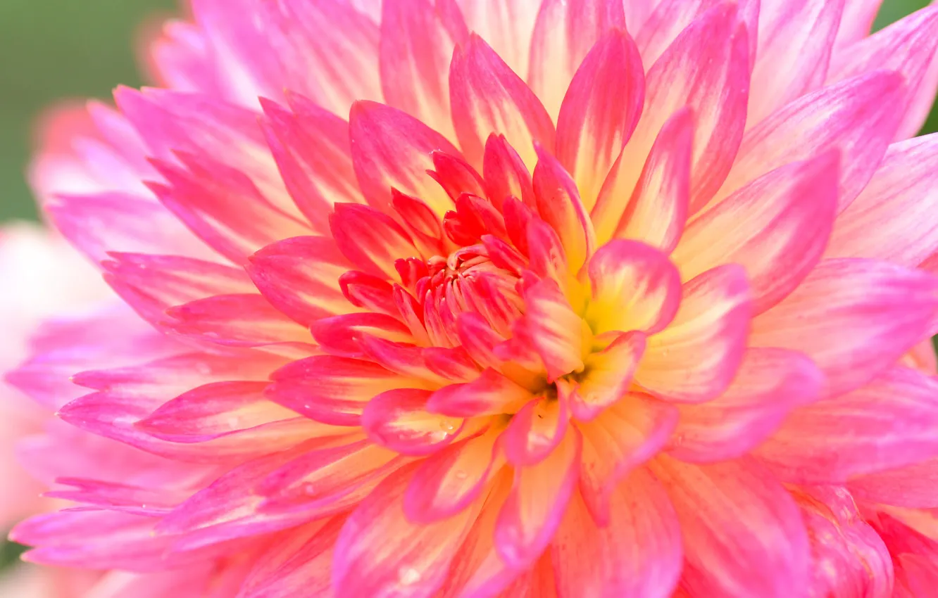 Photo wallpaper flowers, nature, plant, petals