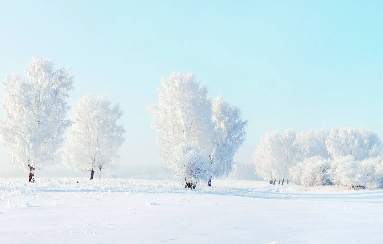 Photo wallpaper winter, snow, trees, frost