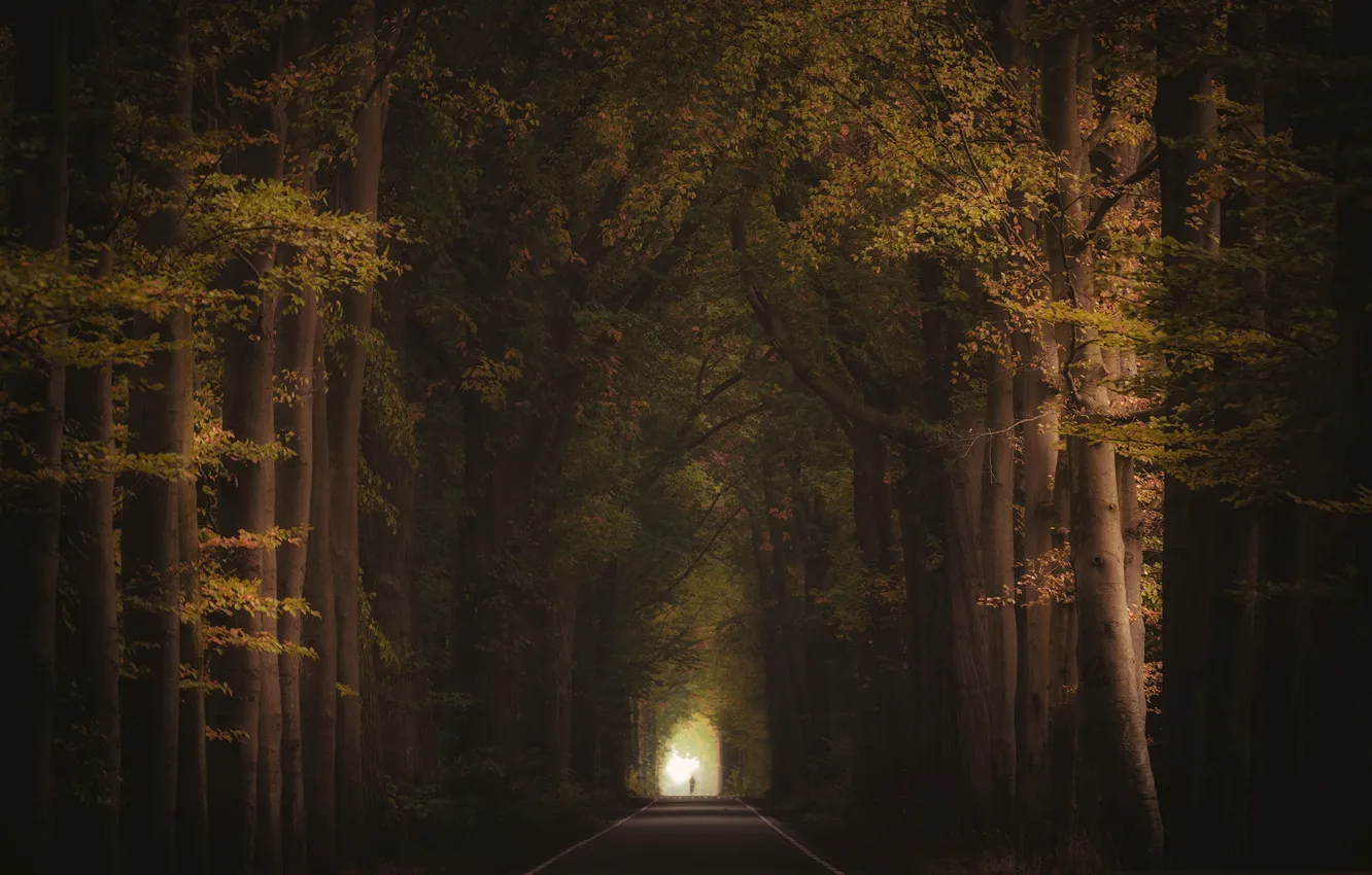Photo wallpaper road, autumn, trees, silhouette