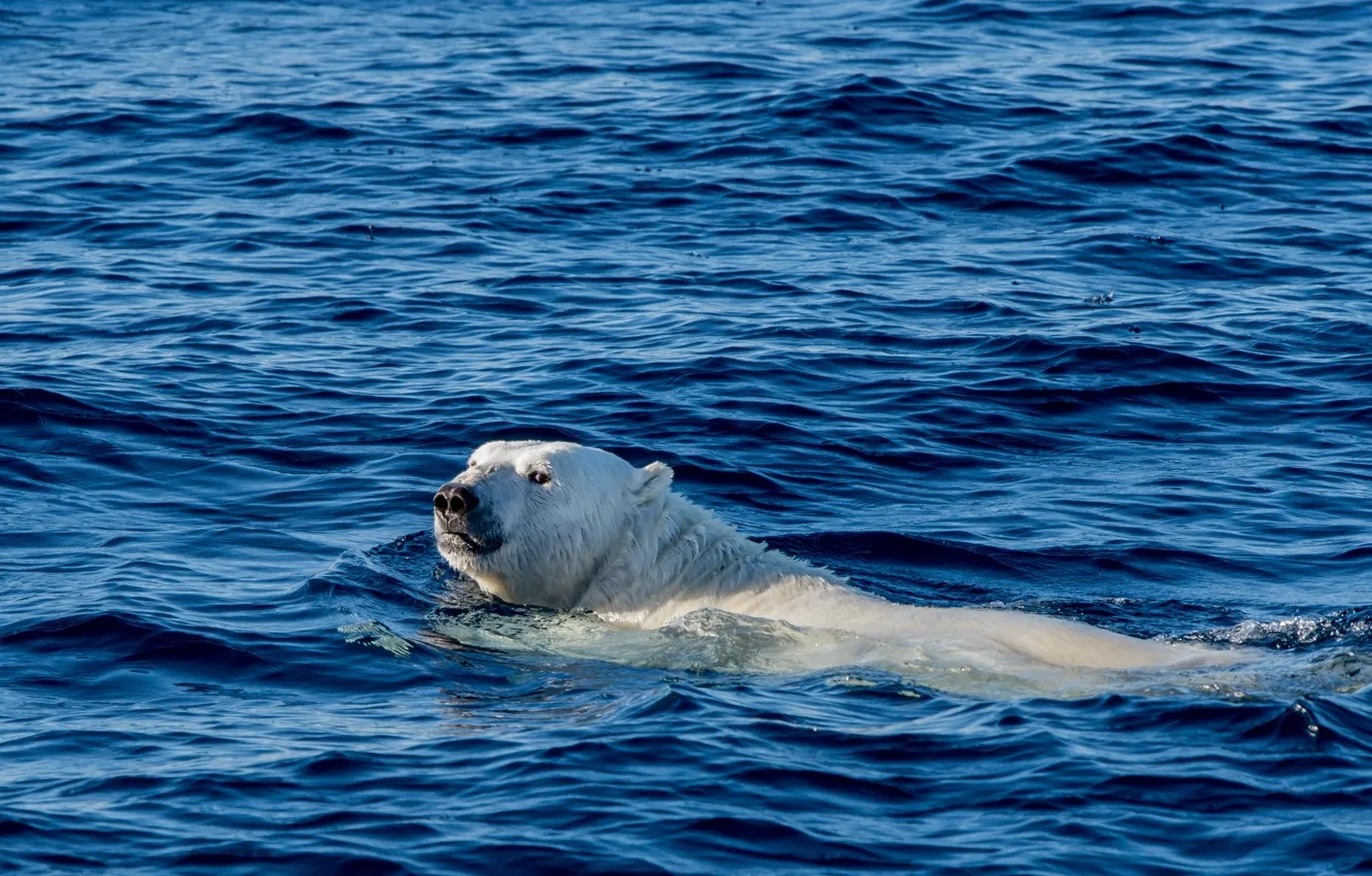 Photo wallpaper swim, polar bear, Greenland, The Arctic ocean