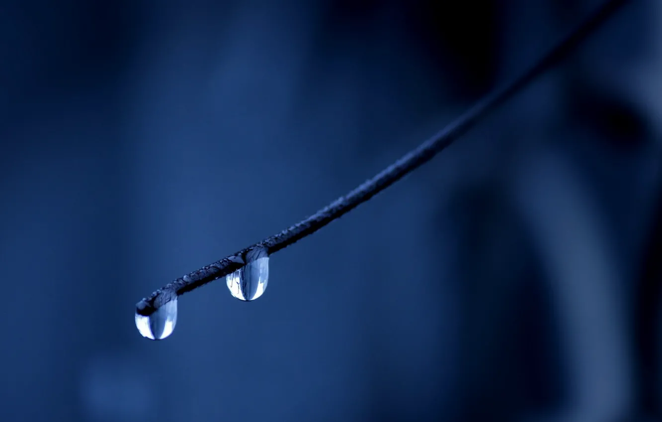 Photo wallpaper droplets, Drops, branch, blue background