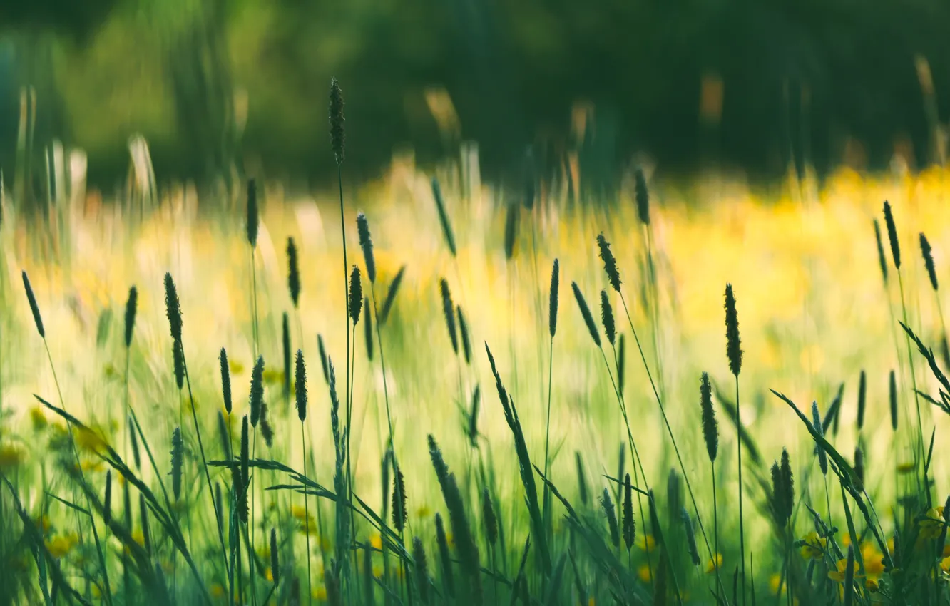 Photo wallpaper field, summer, grass, blur, spikelets, meadow, cereals, bokeh