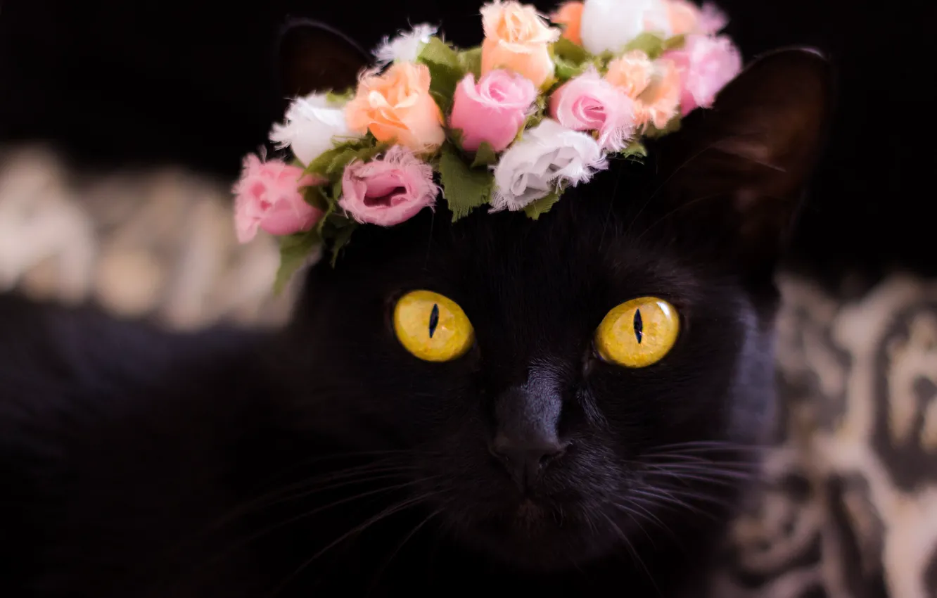 Photo wallpaper cat, look, face, flowers, black, portrait, roses, wreath
