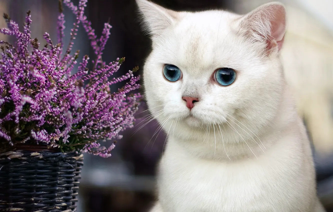 Photo wallpaper eyes, cat, flowers