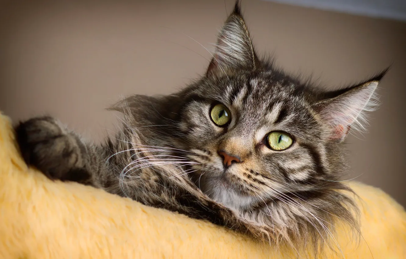 Photo wallpaper cat, cat, look, face, grey, background, portrait, blanket