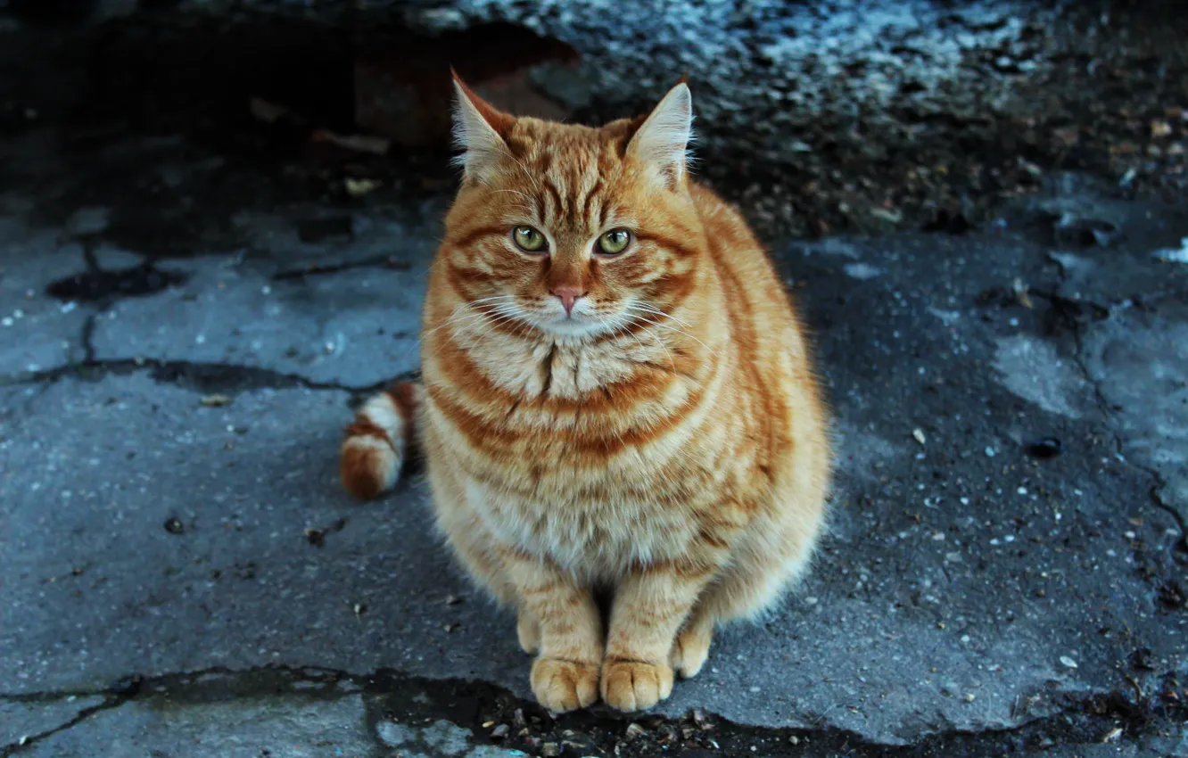 Photo wallpaper cat, fluffy, village, red, Kuzma