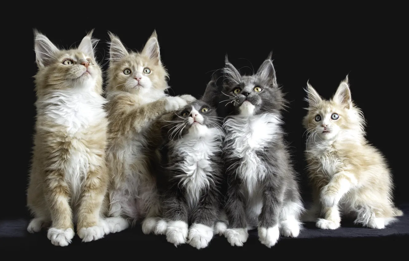 Photo wallpaper kittens, Maine Coon, quintet