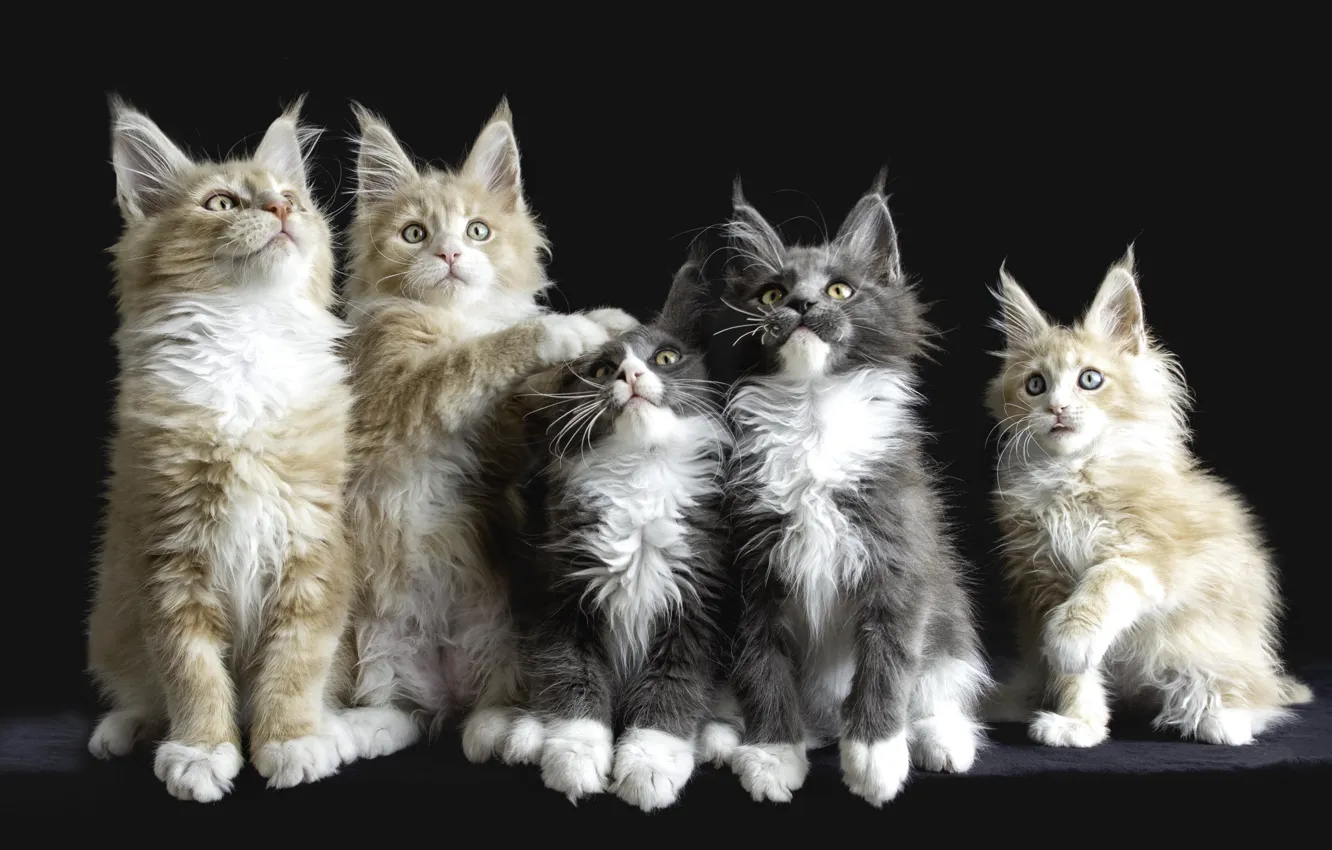 Photo wallpaper kitty, Maine Coon, quintet