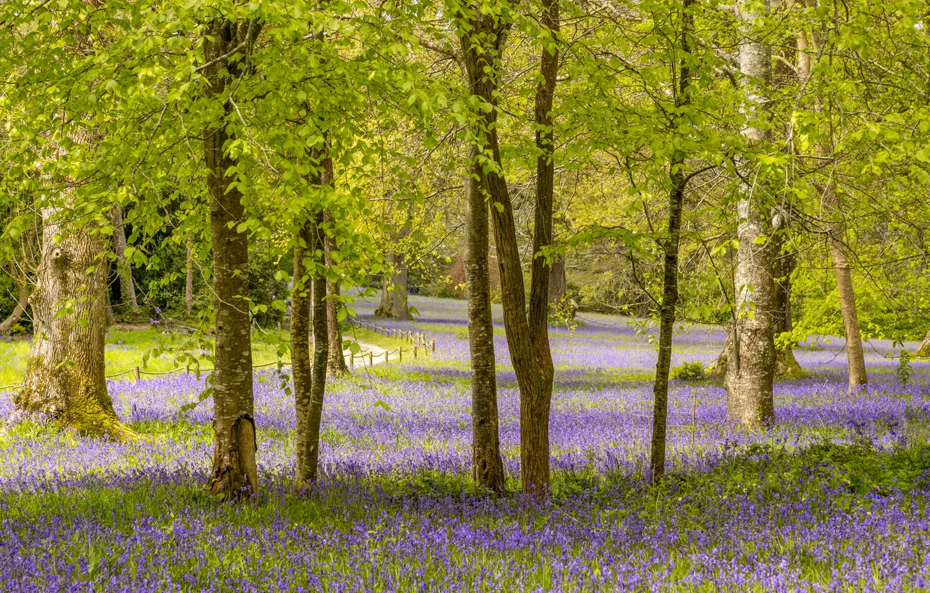 Photo wallpaper forest, trees, flowers, Park, branch, glade, spring, bells