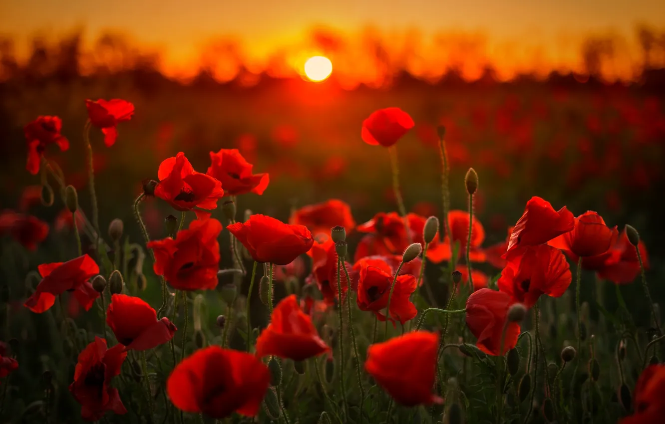 Photo wallpaper sunset, red, Maki, meadow