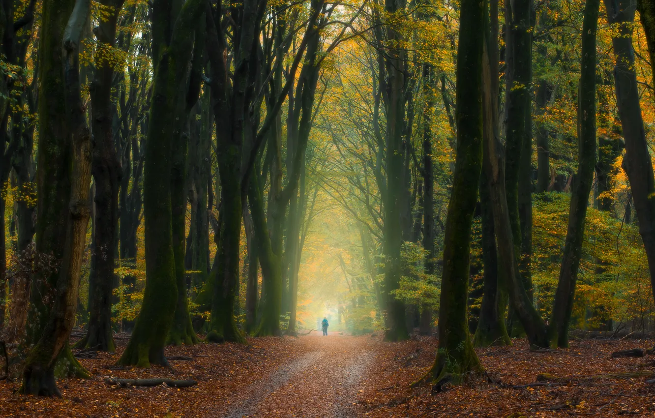 Photo wallpaper autumn, forest, trees, people, Netherlands, fallen leaves