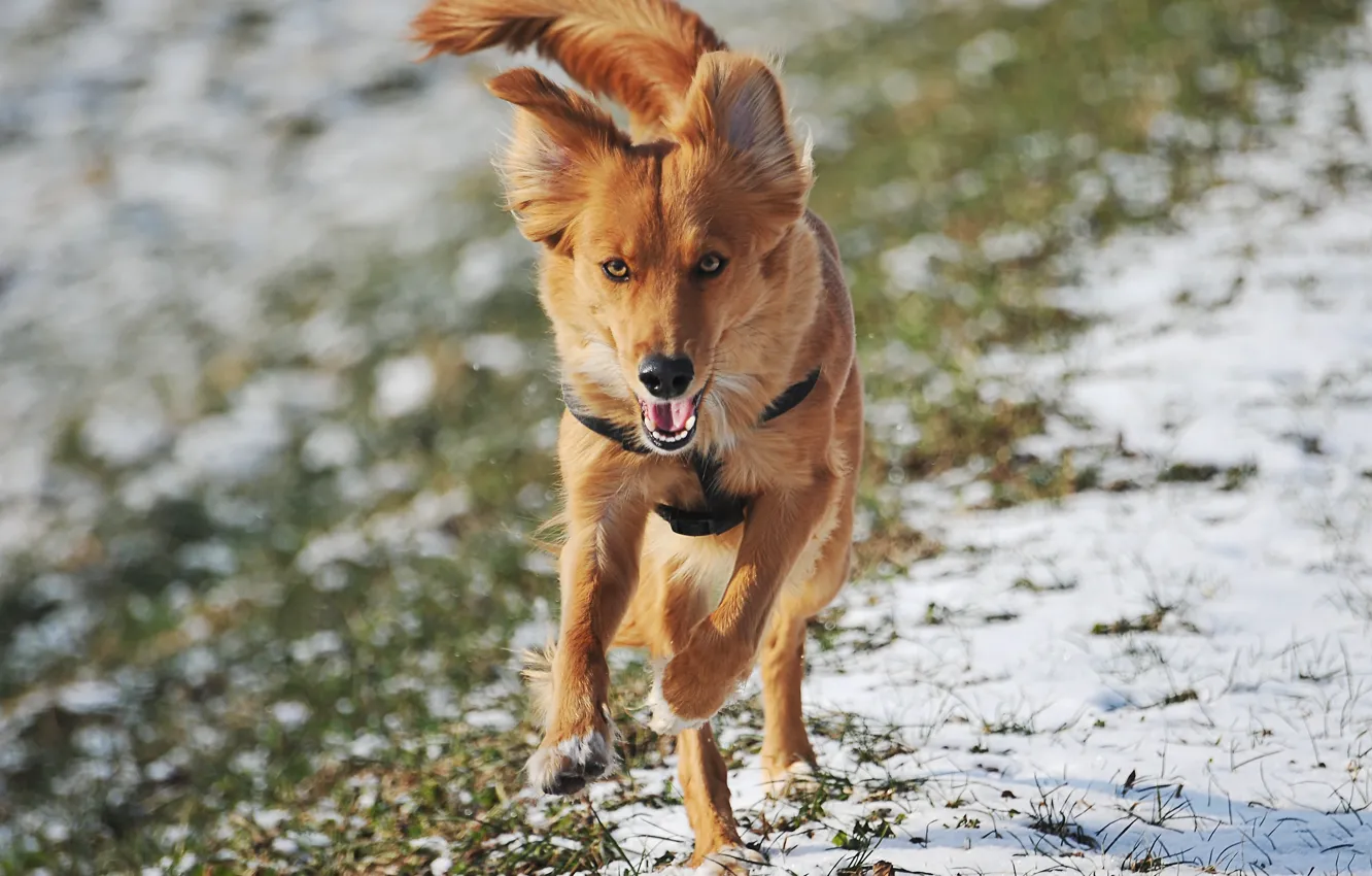 Photo wallpaper grass, look, snow, animal, runs, dog