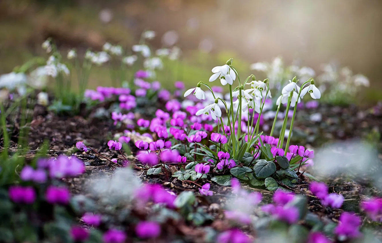 Photo wallpaper flowers, glade, spring, snowdrops, white, primrose, lilac, bokeh